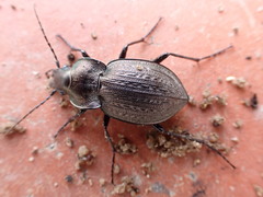 Carabus lusitanicus