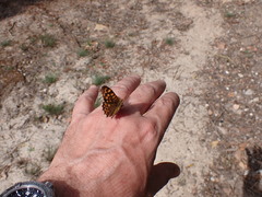 Pararge aegeria aegeria