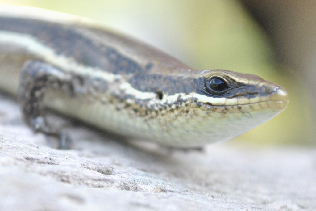 Honduran Skink