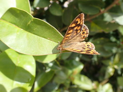 Pararge aegeria aegeria