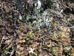 Cladonia albonigra