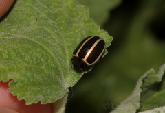 Desmogramma