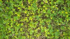 Ranunculus muricatus