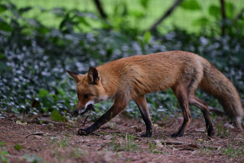 Red Fox photographed in Pennsylvania