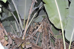 Didelphis marsupialis