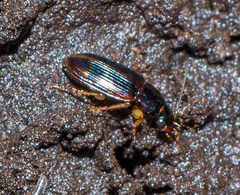 Stenolophus ochropezus