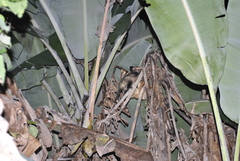 Didelphis marsupialis