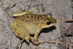 Lithobates maculatus