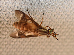 Chrysops brunneus