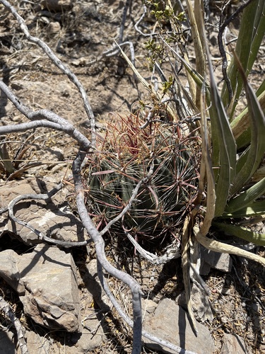 Ferocactus wislizeni