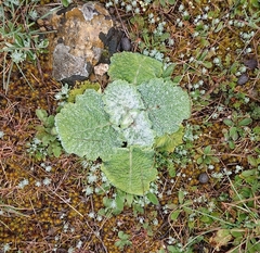 Salvia aethiopis