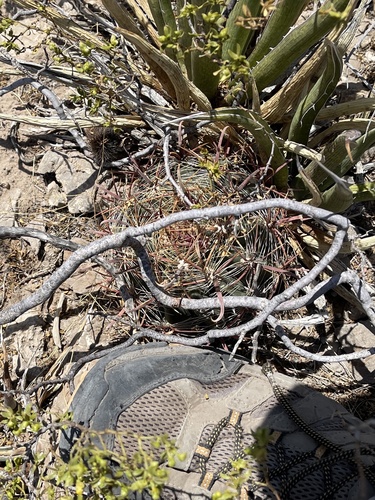 Ferocactus wislizeni