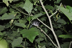 Ototylomys phyllotis