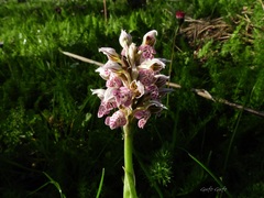 Neotinea tridentata commutata