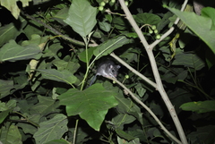 Ototylomys phyllotis