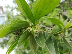 Neopringlea integrifolia