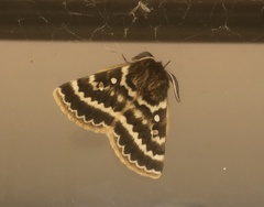 Anthela euryphrica