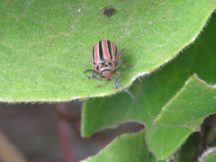 Disonycha bicarinata