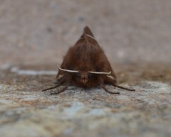 Macrothylacia digramma