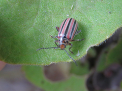 Disonycha bicarinata