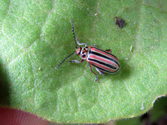 Disonycha bicarinata