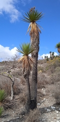 Yucca periculosa