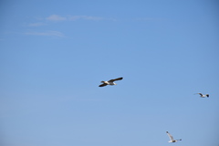 Larus michahellis