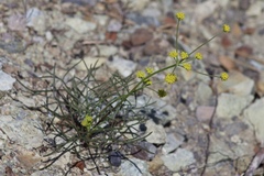 Lomatium marginatum marginatum