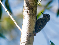 Dryobates spilogaster