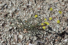 Lomatium marginatum marginatum