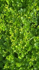 Ranunculus muricatus