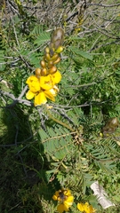 Senna didymobotrya