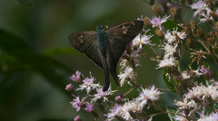 Urbanus proteus proteus