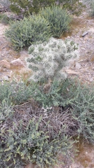 Cylindropuntieae