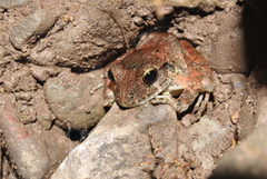 Craugastor laevissimus