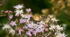 Phaeochlaena lampra