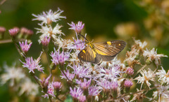 Phaeochlaena lampra