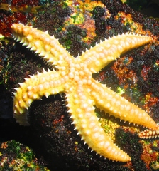 Meyenaster gelatinosus