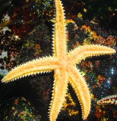 Meyenaster gelatinosus