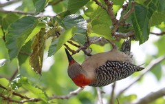 Melanerpes carolinus image