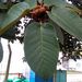 Ficus tequendamae - Photo 由 Carol Cabrera 所上傳的 (c) Carol Cabrera，保留部份權利CC BY-NC