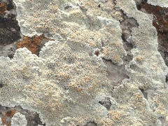 Rhizoplaca chrysoleuca