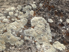 Rhizoplaca chrysoleuca