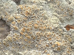 Rhizoplaca chrysoleuca