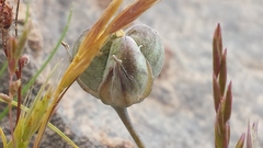 Androstephium breviflorum