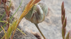 Androstephium breviflorum