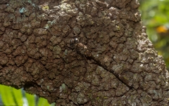 Acanthaeschna victoria