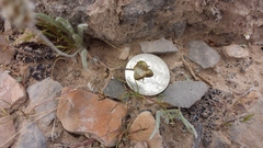 Androstephium breviflorum