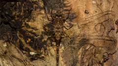 Acanthaeschna victoria