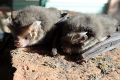 Nyctophilus geoffroyi